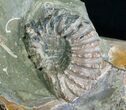 / Inch Cleoniceras Ammonite With Douvilleiceras #4124-3